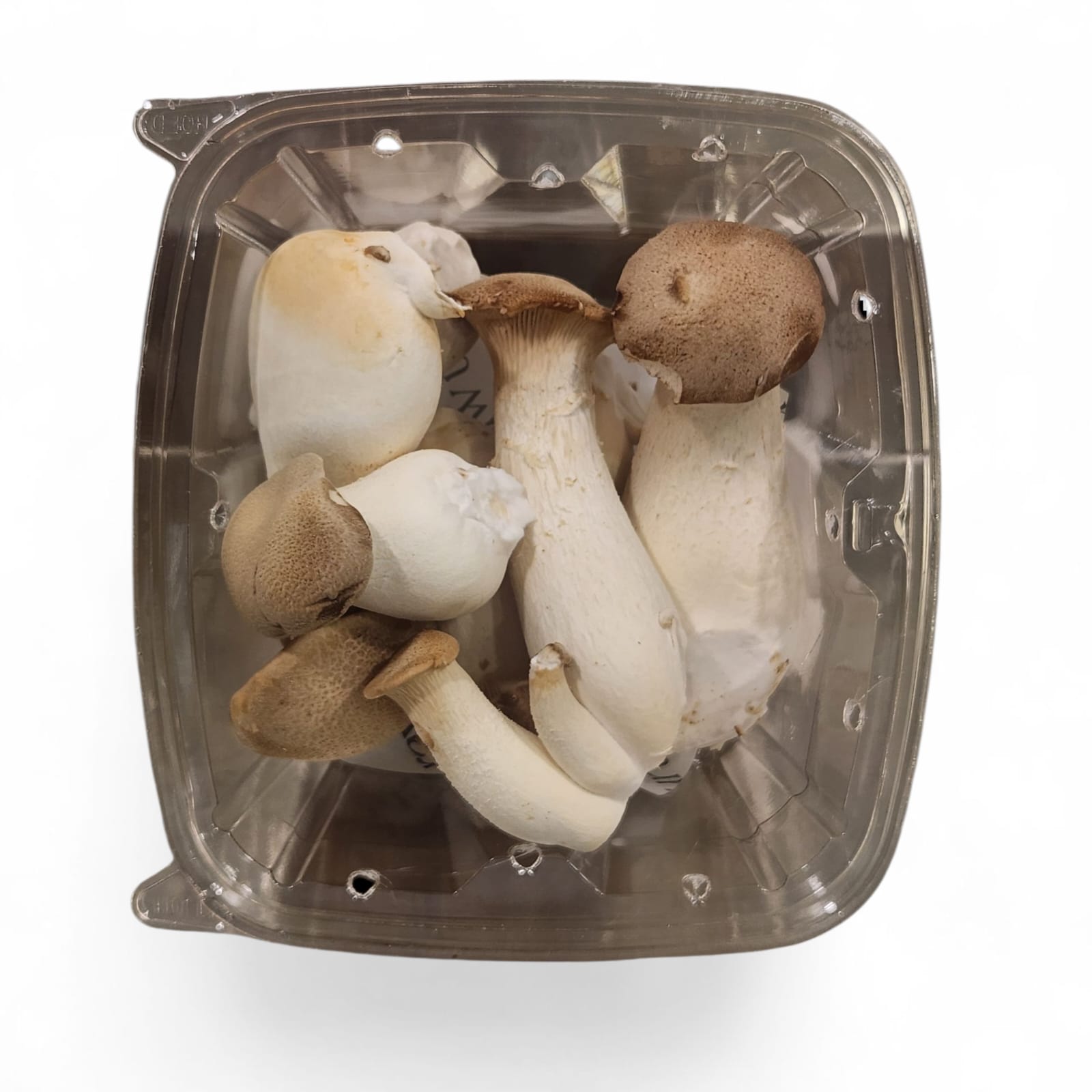 Fresh King Oyster mushrooms in a container, perfect for various dishes and healthy meals.