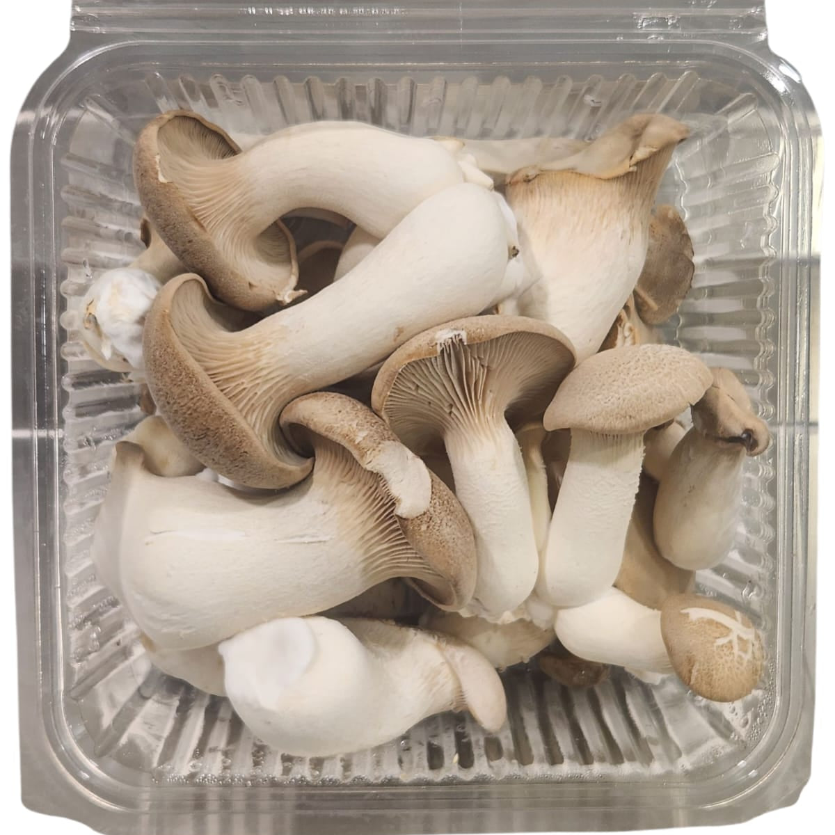 King Oyster fresh mushrooms in packaging, showcasing their firm texture and natural color, perfect for healthy cooking.