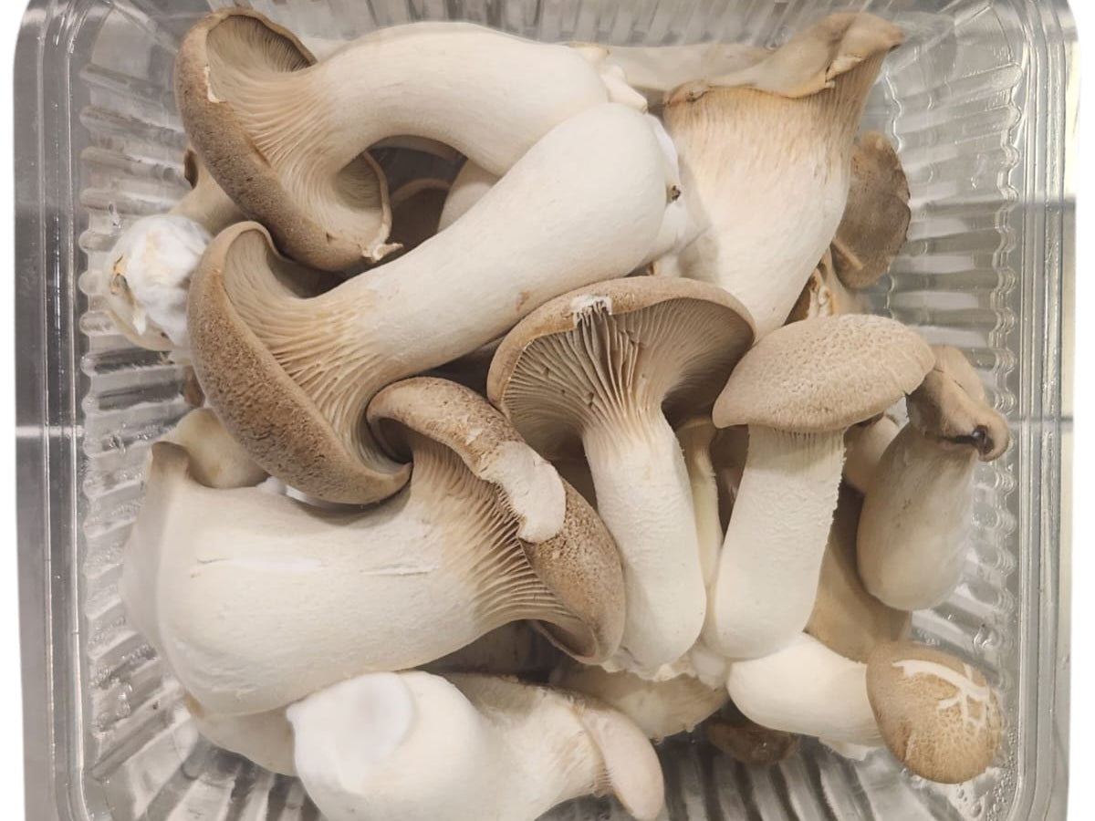 King Oyster fresh mushrooms in packaging, showcasing their firm texture and natural color, perfect for healthy cooking.