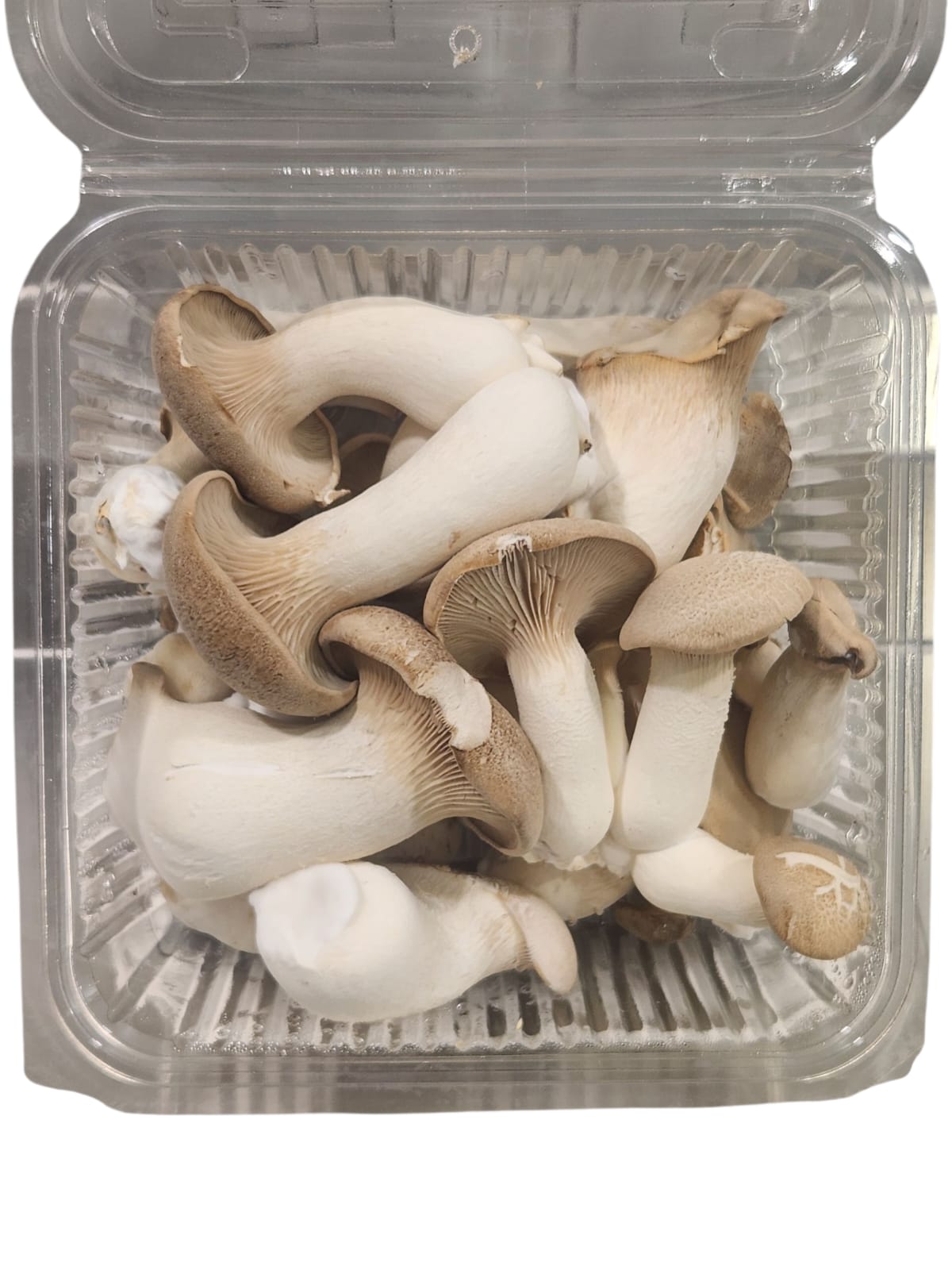 King Oyster fresh mushrooms in packaging, showcasing their firm texture and natural color, perfect for healthy cooking.