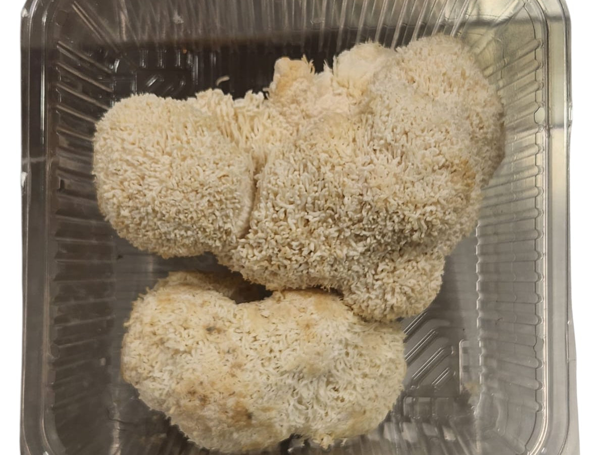 Lions Mane fresh mushrooms in a plastic container, showcasing their unique texture for cooking and health benefits.