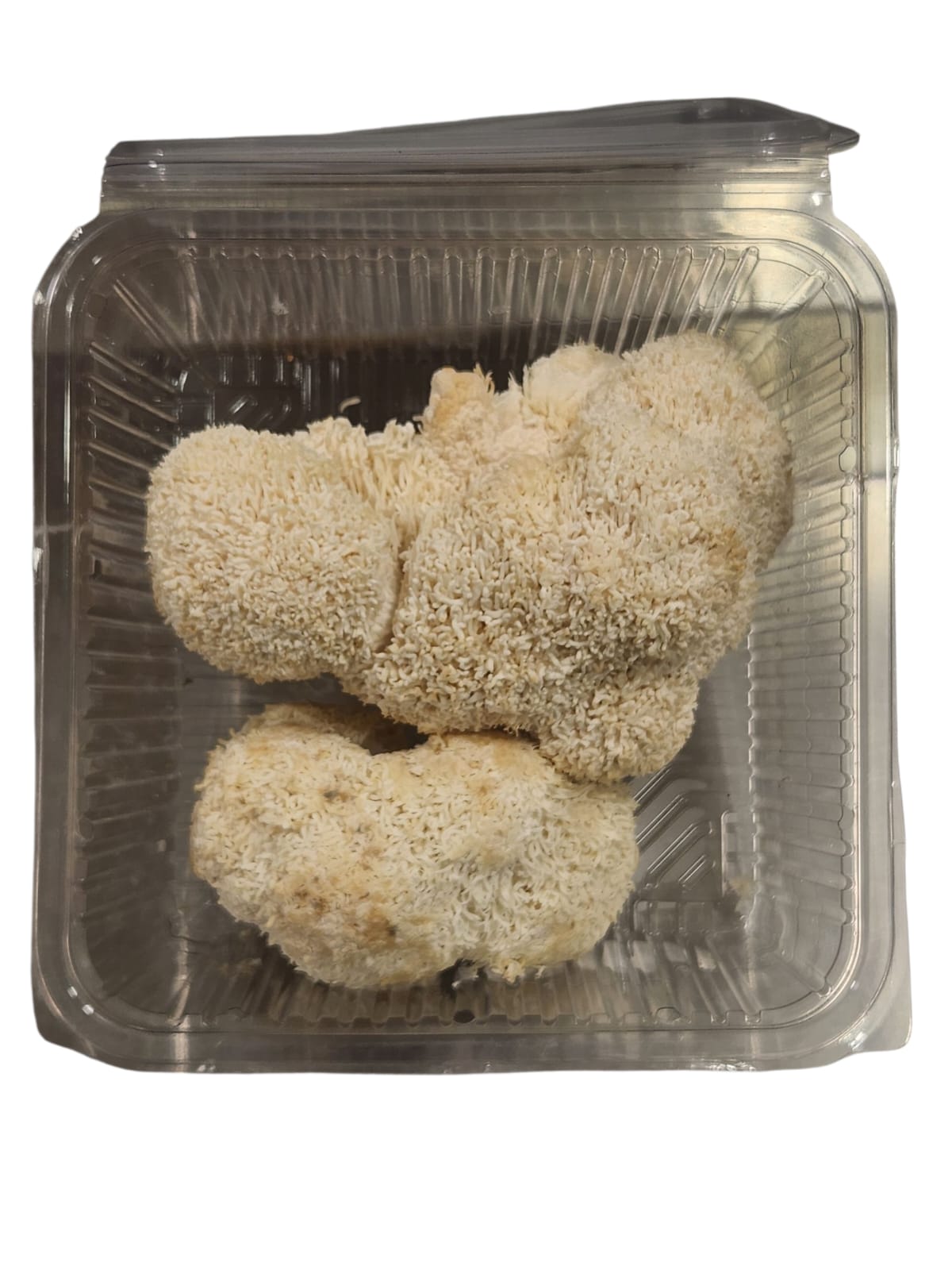Lions Mane fresh mushrooms in a plastic container, showcasing their unique texture for cooking and health benefits.