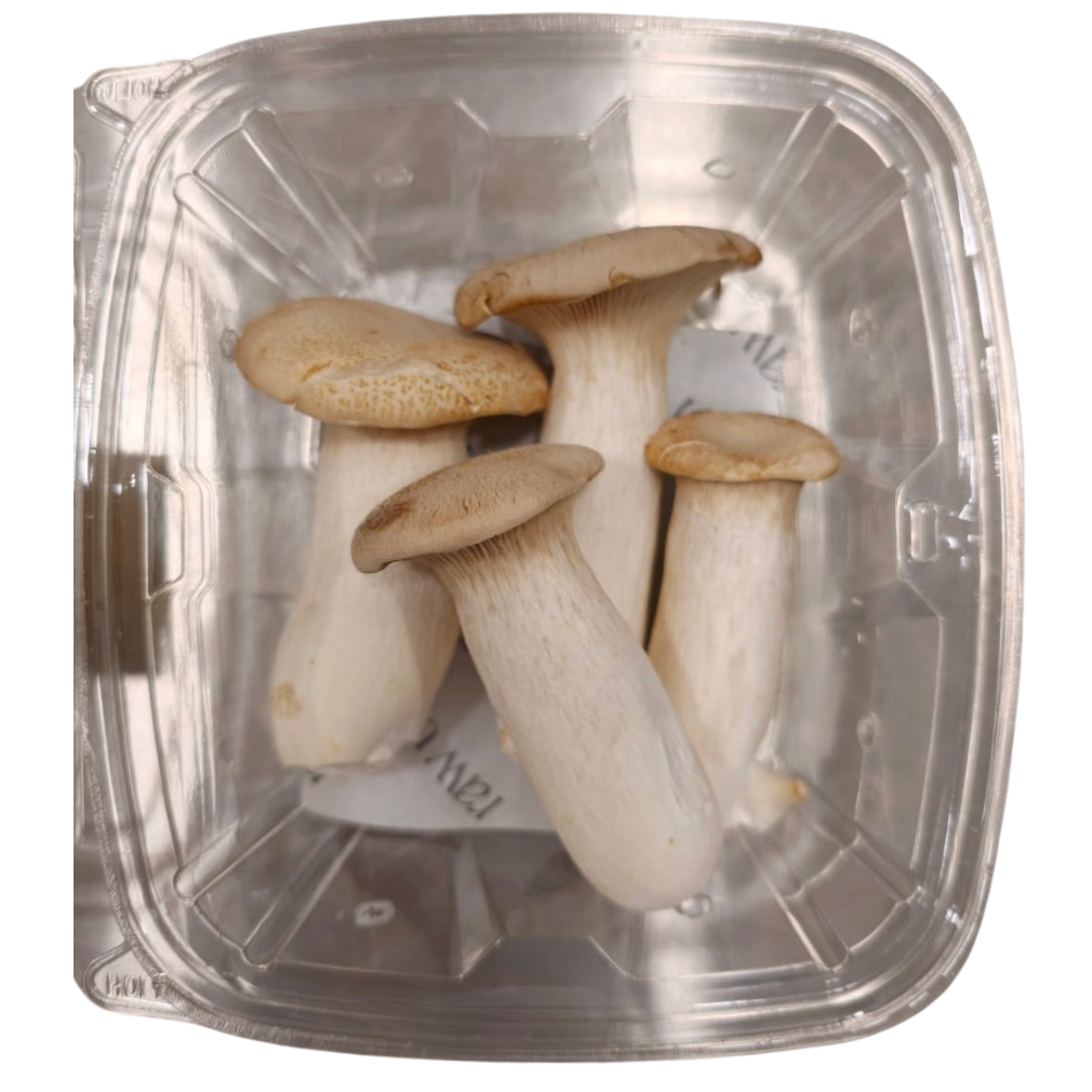 Close-up of fresh king oyster mushrooms in open container — thick white stems and tan caps, indoor-grown in Egypt by Raw Urth, ideal for searing and roasting
