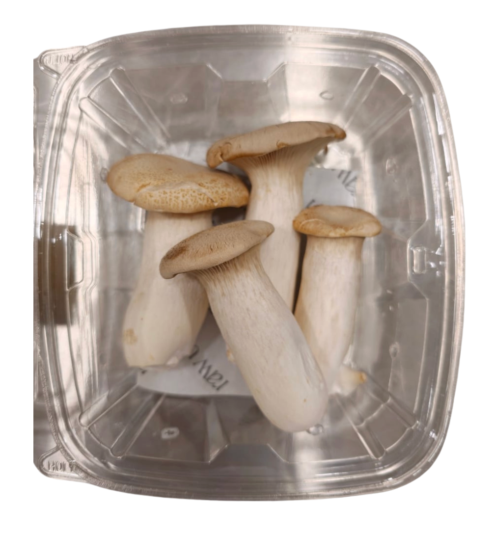 Close-up of fresh king oyster mushrooms in open container — thick white stems and tan caps, indoor-grown in Egypt by Raw Urth, ideal for searing and roasting